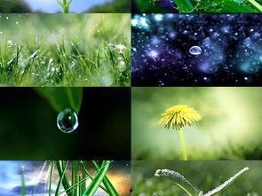 嫩芽视频在线视频,探索在线视频新潮流