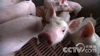 陈老师养猪在线视频,揭秘养猪业的秘密与技巧 第3张 陈老师养猪在线视频,揭秘养猪业的秘密与技巧 第3张
