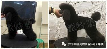 按摩贵宾在线视频,轻松享受专业级舒适体验