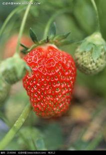 红草莓在线视频观看,揭秘在线视频的魅力之旅 第1张 红草莓在线视频观看,揭秘在线视频的魅力之旅 第1张