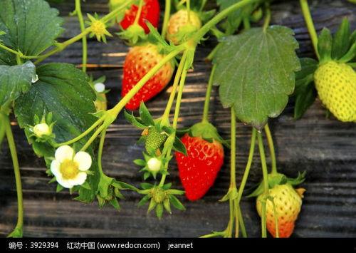 红草莓在线视频观看,揭秘在线视频的魅力之旅 第2张 红草莓在线视频观看,揭秘在线视频的魅力之旅 第2张