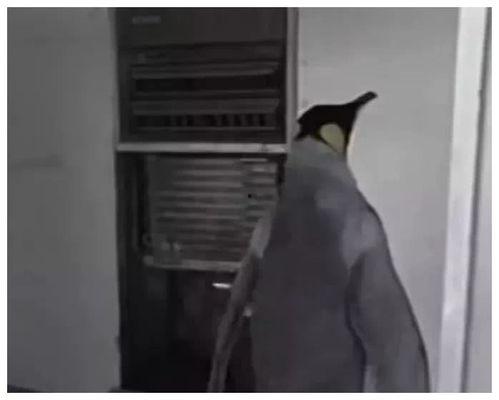 主人调教在线视频 第2张 主人调教在线视频 第2张