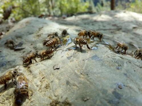 蜜蜂成年在线视频观看,在线视频带你领略成年蜜蜂的奇妙世界