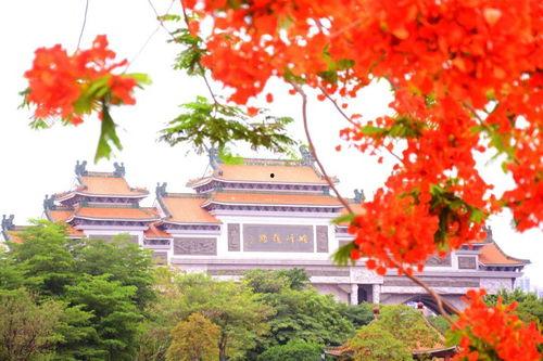 凤凰树在线视频,探寻自然之美，感受生命力量