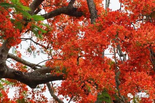 凤凰树在线视频,探寻自然之美，感受生命力量