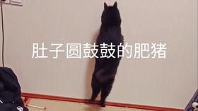 超级蝌蚪3在线视频,奇幻冒险之旅