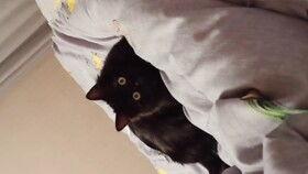 超级蝌蚪3在线视频,奇幻冒险之旅 第2张 超级蝌蚪3在线视频,奇幻冒险之旅 第2张