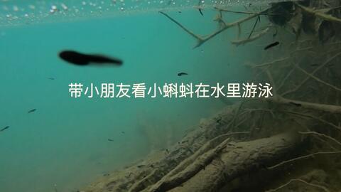 超级蝌蚪3在线视频,奇幻冒险之旅 第3张 超级蝌蚪3在线视频,奇幻冒险之旅 第3张