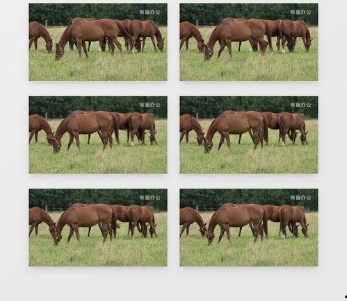 马在线视频免费下载,轻松获取海量精彩内容  第2张